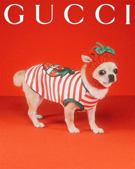 witte gucci pet|gucci pet accessories.